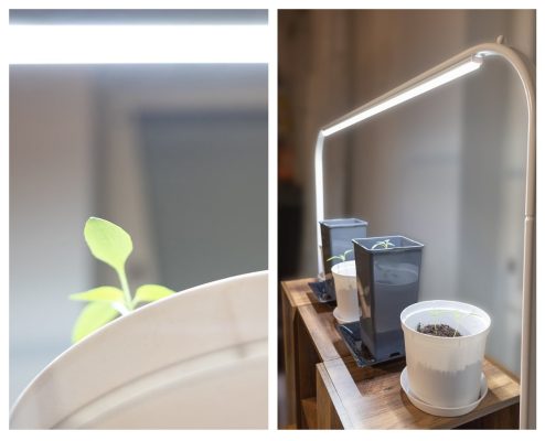 Utiliser des lampes LED pour cultiver des plantes tout au long de l&rsquo;année