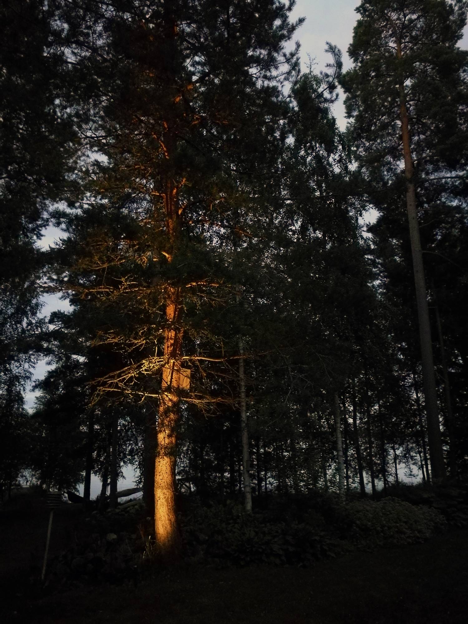 Mise en valeur d\'un arbre dans une cour avec un luminaire paysager directionnel. Ledstore.fi
