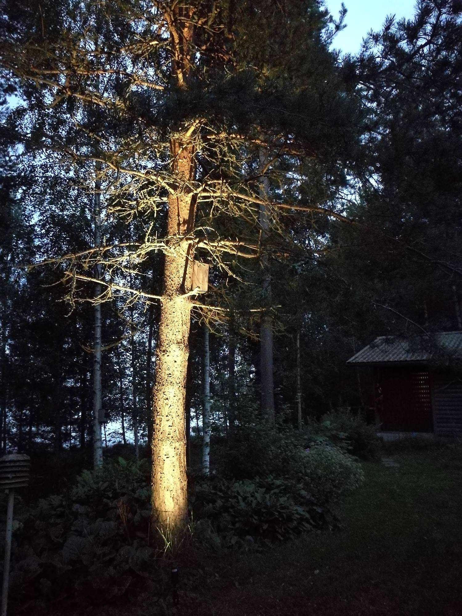 Eclairage et mise en valeur d\'un arbre avec une lampe en terre cuite. Ledstore.fi