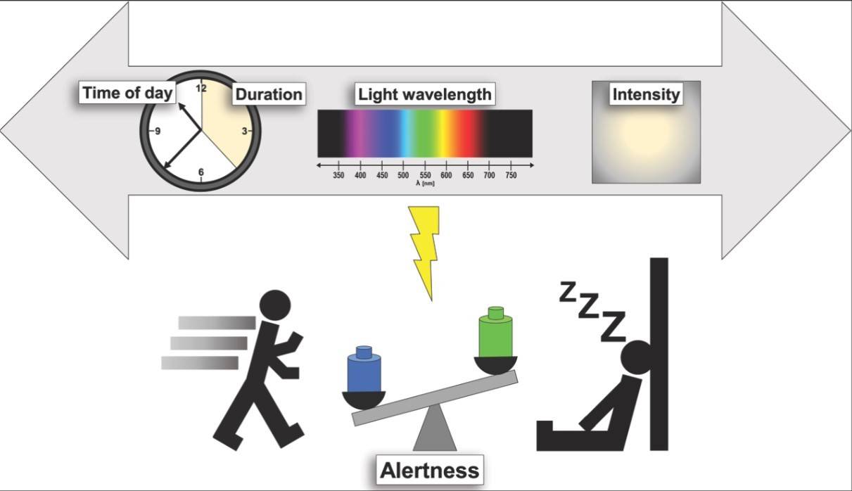 L'effet de la lumière sur la vigilance et la somnolence