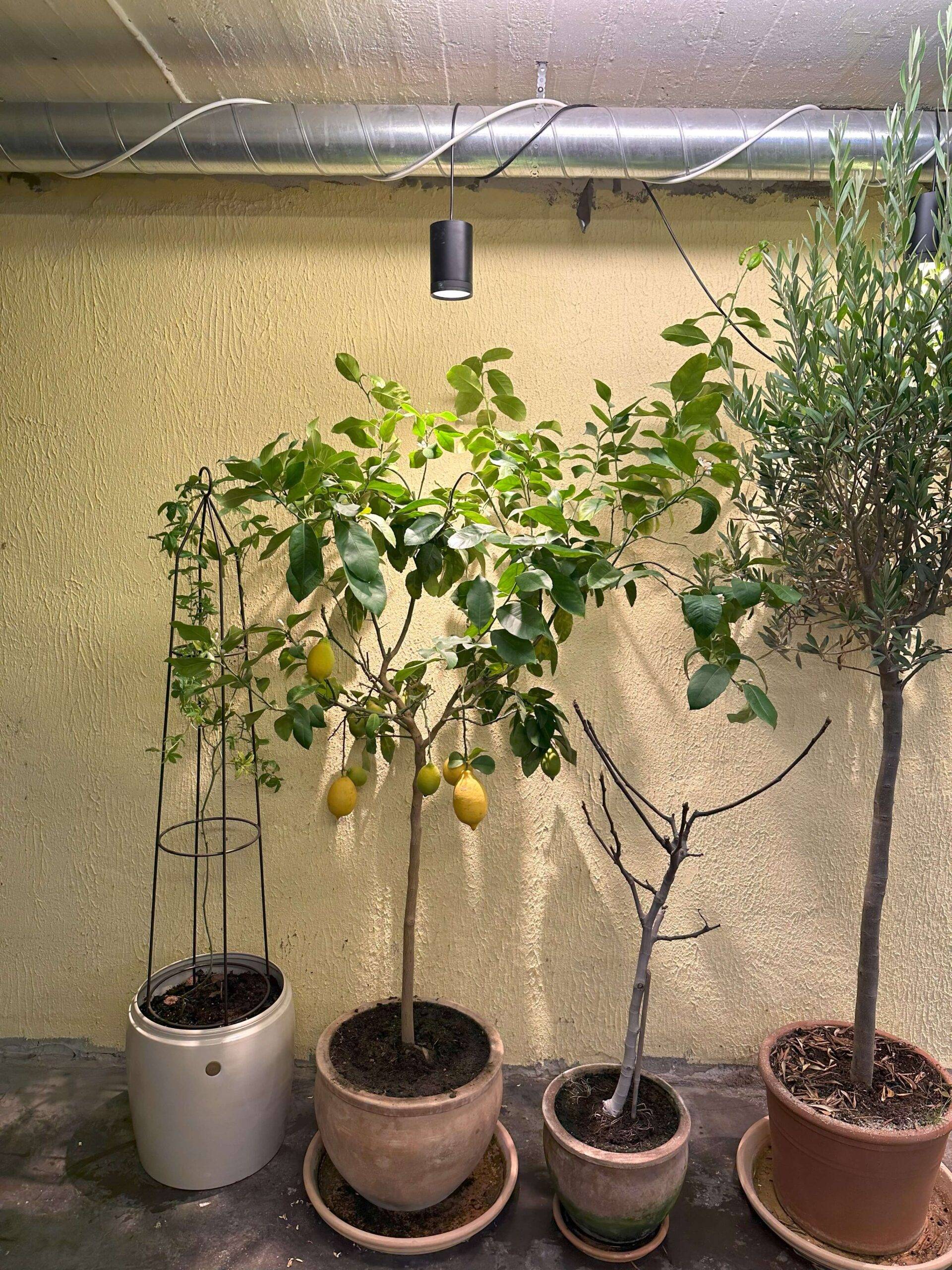des plantes à fleurs et des plantes vertes, des petits arbres dans le sous-sol sous un éclairage végétal.