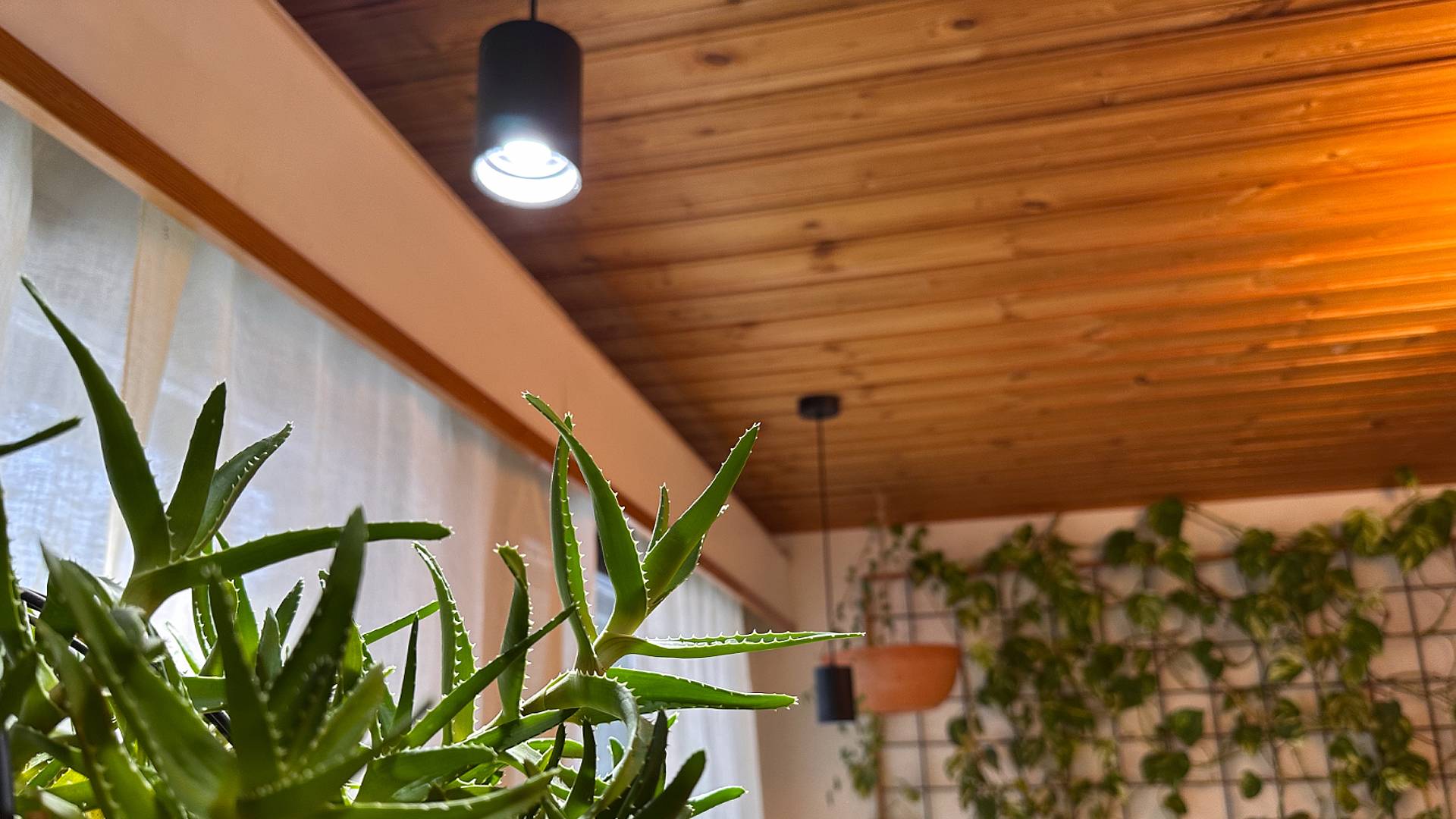 LedStore.fi vous propose la solution idéale pour créer un intérieur chaleureux grâce à l'éclairage LED. Les luminaires suspendus à LED montés sur un plafond en bois fournissent un éclairage à la fois élégant et économe en énergie. La grande plante d'aloès au premier plan et les plantes vertes de différentes tailles suspendues au mur en treillis à l'arrière-plan créent une atmosphère luxuriante et fraîche qui donne vie à l'espace.