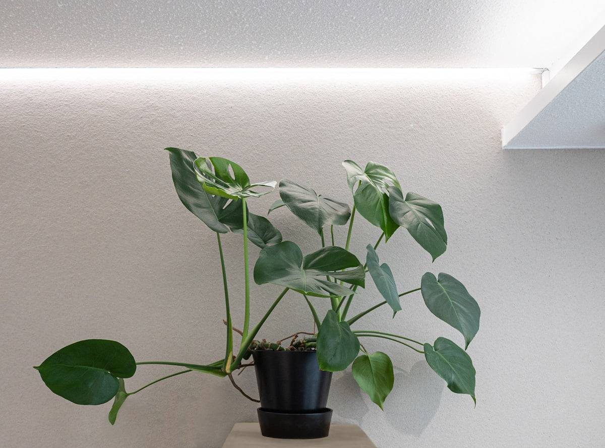 L'éclairage LED des plantes augmente le bien-être des plantes pendant la période d'obscurité LedStore.fi propose des éclairages LED d'ambiance pour compléter votre intérieur. Dans cet exemple, une plante monstera verte dans un pot noir repose sur une surface en bois clair. L'éclairage LED par le haut ajoute à la beauté de la plante. Lorsque la plante se trouve devant un mur clair et monochrome, l'ensemble crée un air circulaire et apaisant dans votre maison ou votre bureau.