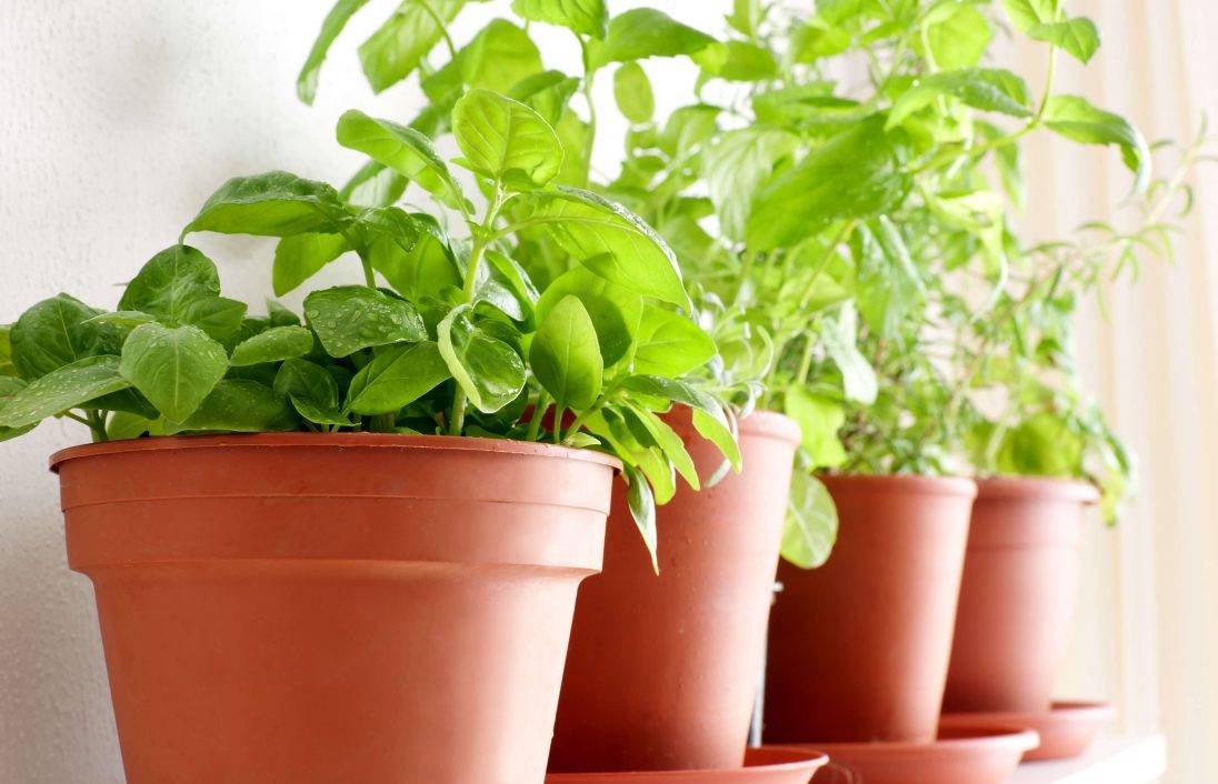 Pots en terre cuite contenant des plantes vertes avec des lampes LED sur un rebord de fenêtre éclairé, améliorant la croissance grâce à l'éclairage naturel et artificiel.