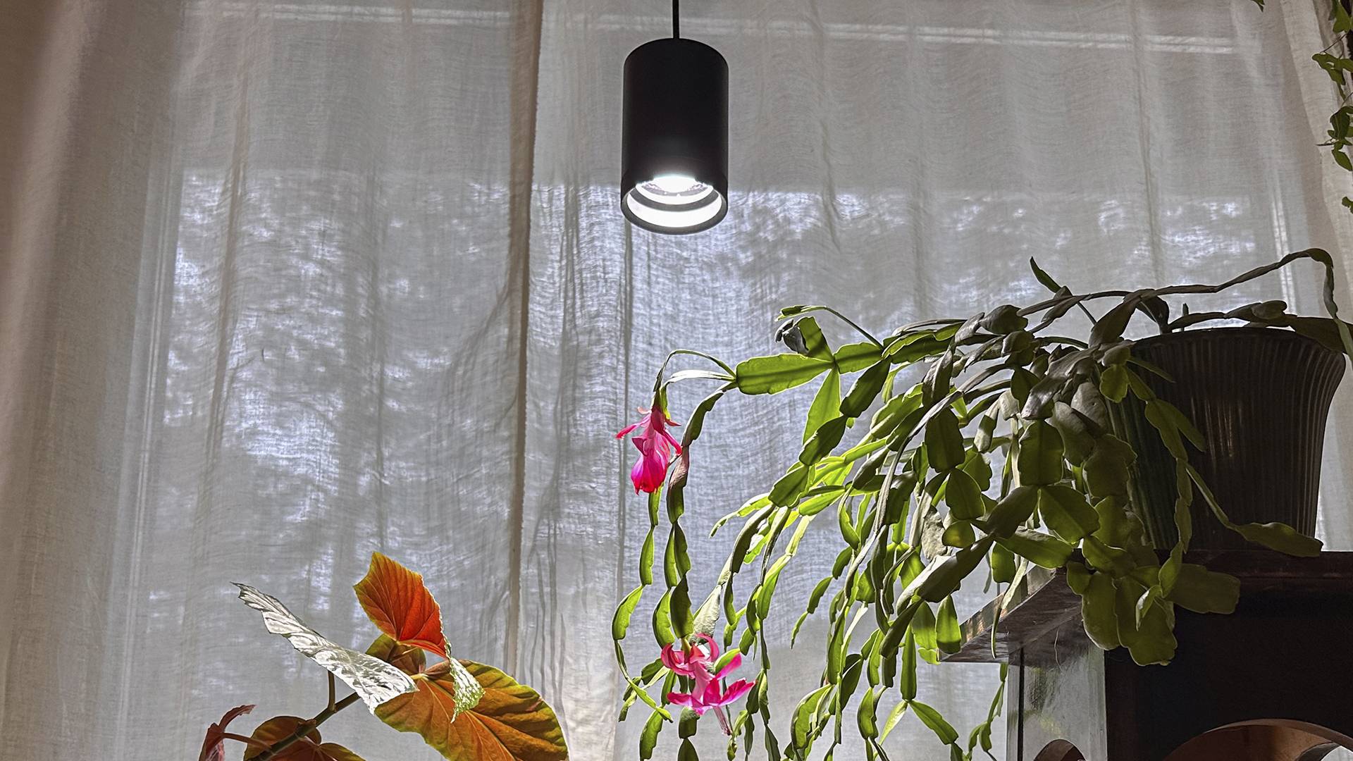 lumière des plantes et plantes à fleurs
