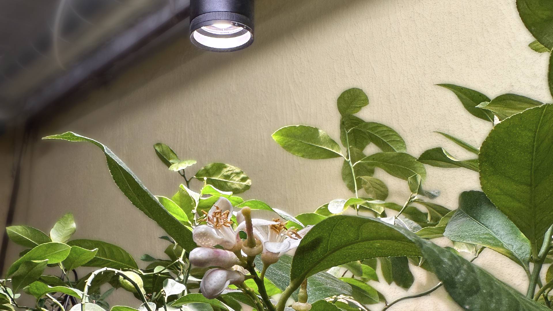Un citronnier en fleurs sous un éclairage végétal dans Focus.