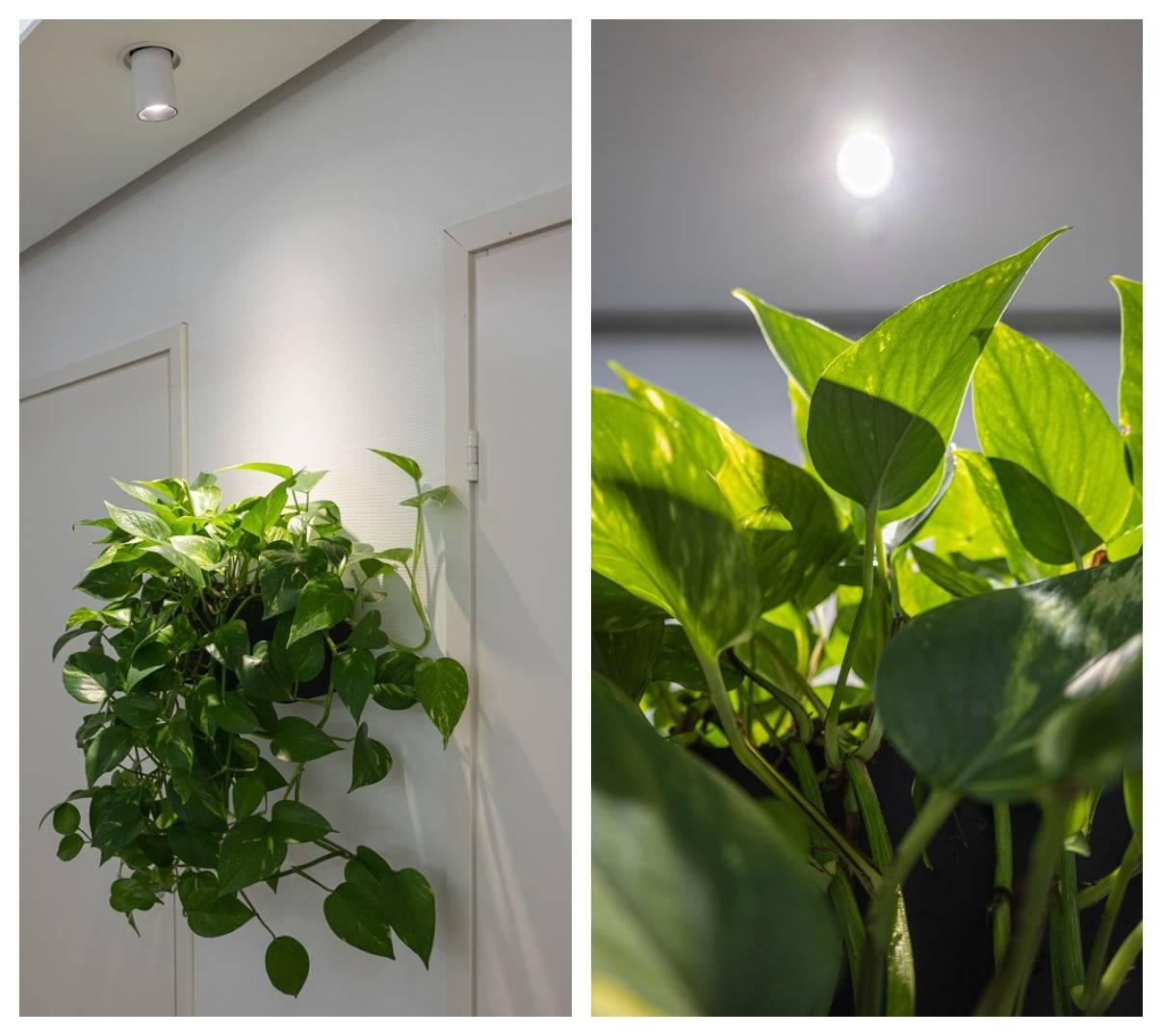 Lampes à LED pour l'éclairage des plantes