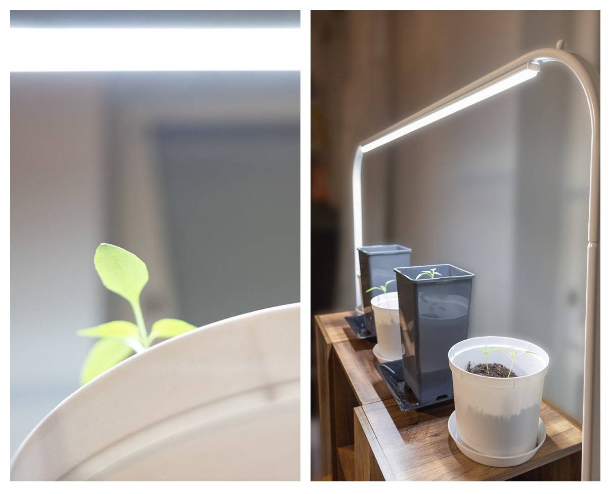 Utiliser des lampes LED pour cultiver des plantes tout au long de l'année