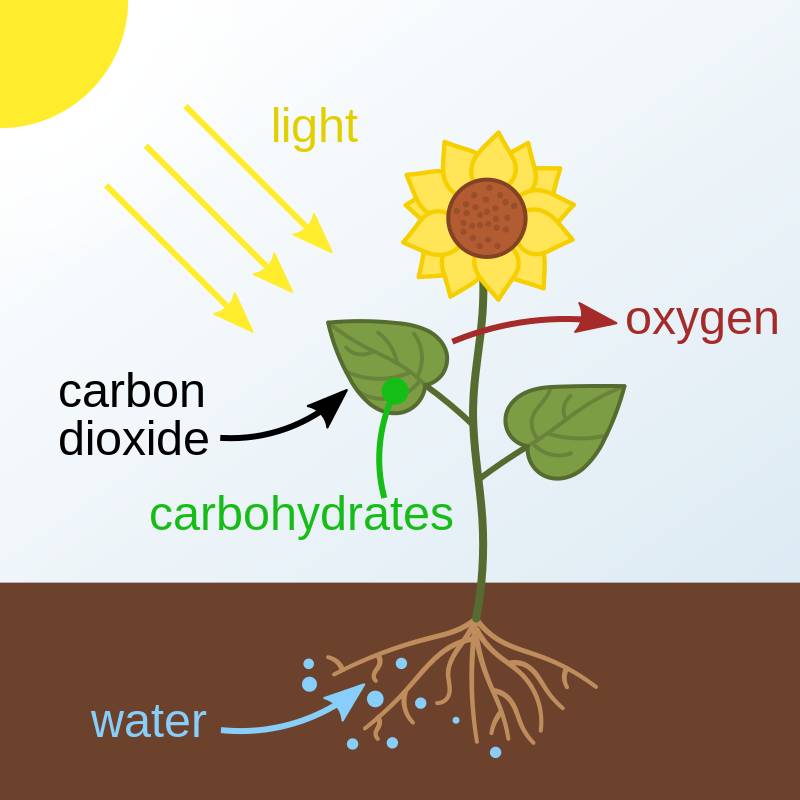 L'utilisation de lampes LED pour faire pousser des plantes tout au long de l'année est très réussie. Utilisation de la lumière KEin pour créer la photosynthèse