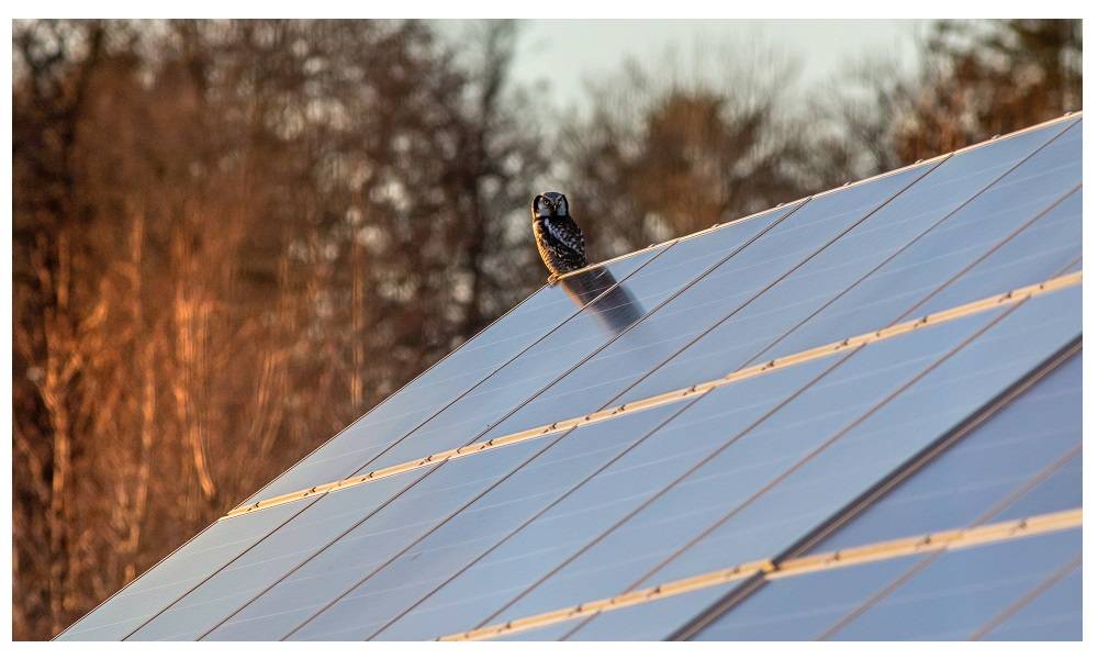 Panneaux solaires sur le toit. Photo : Pexels