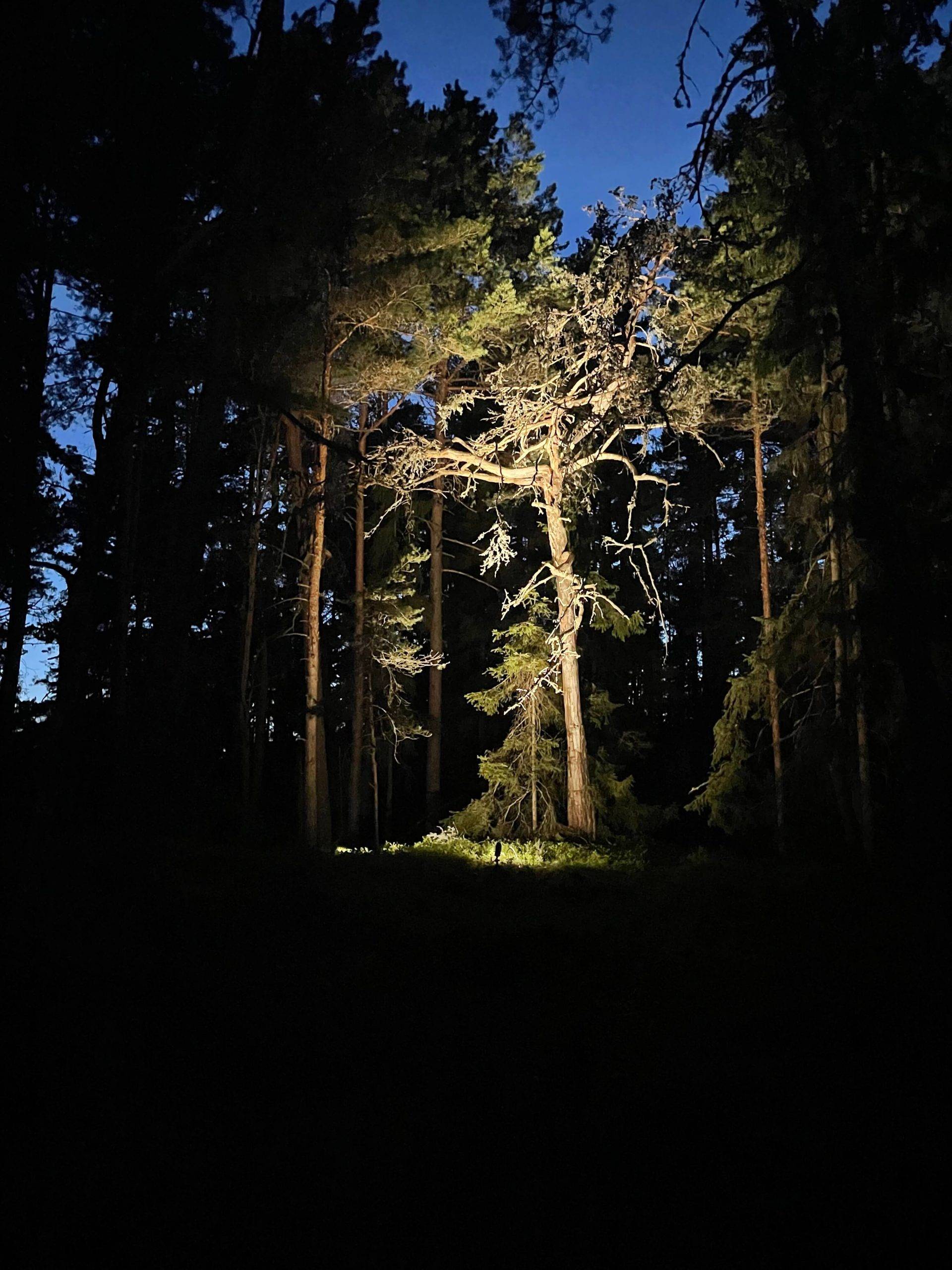 Lampe à piquer au sol pour l'éclairage des arbres.